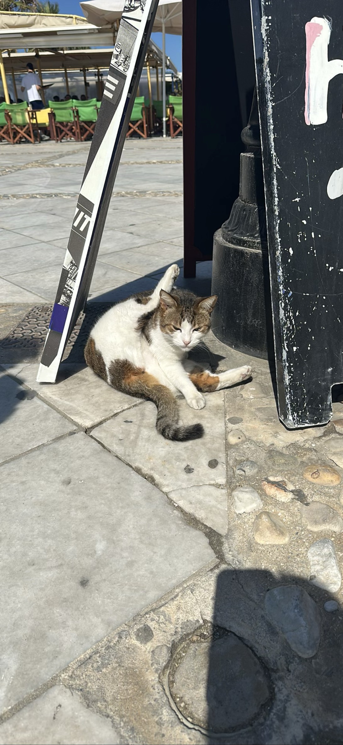 Taverna, a cat found on Chonk Finder