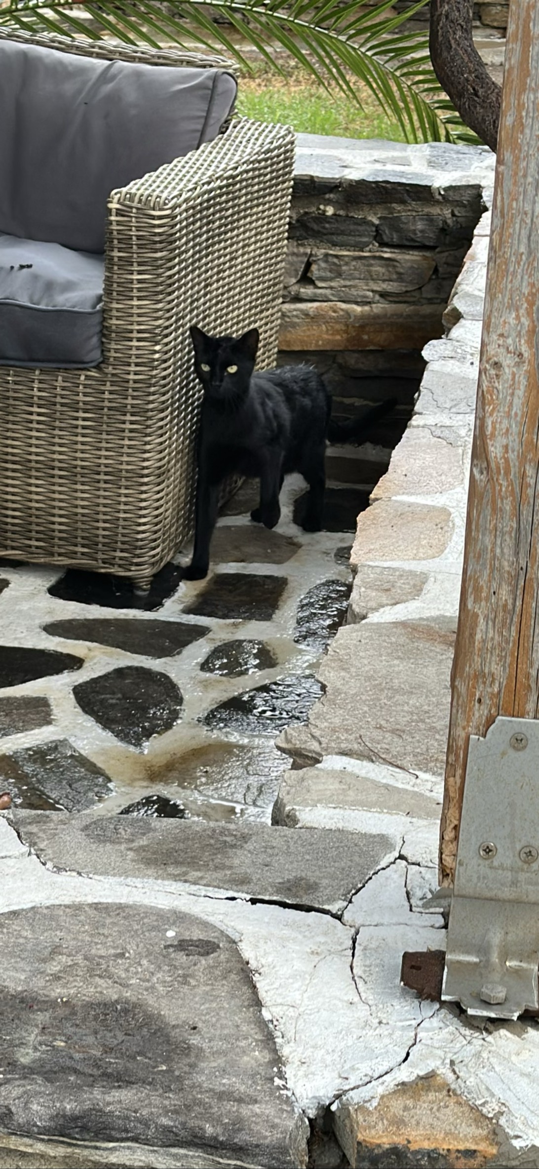 Skinny king, a cat found on Chonk Finder