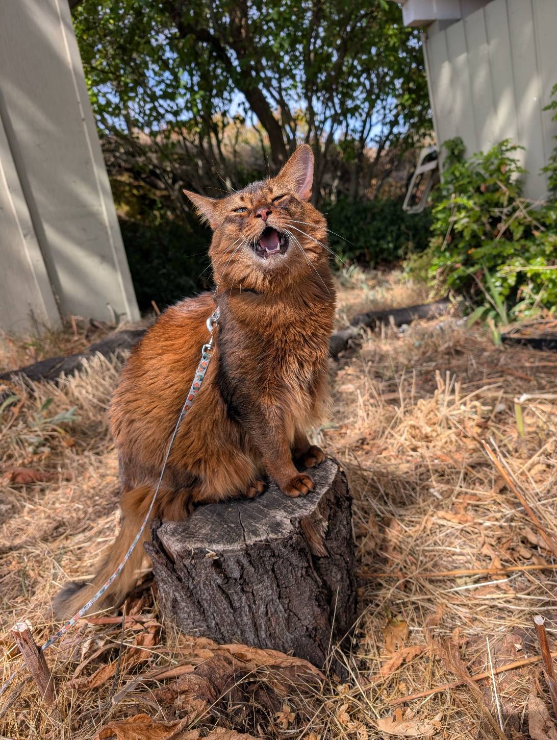 Goro, a cat found on Chonk Finder