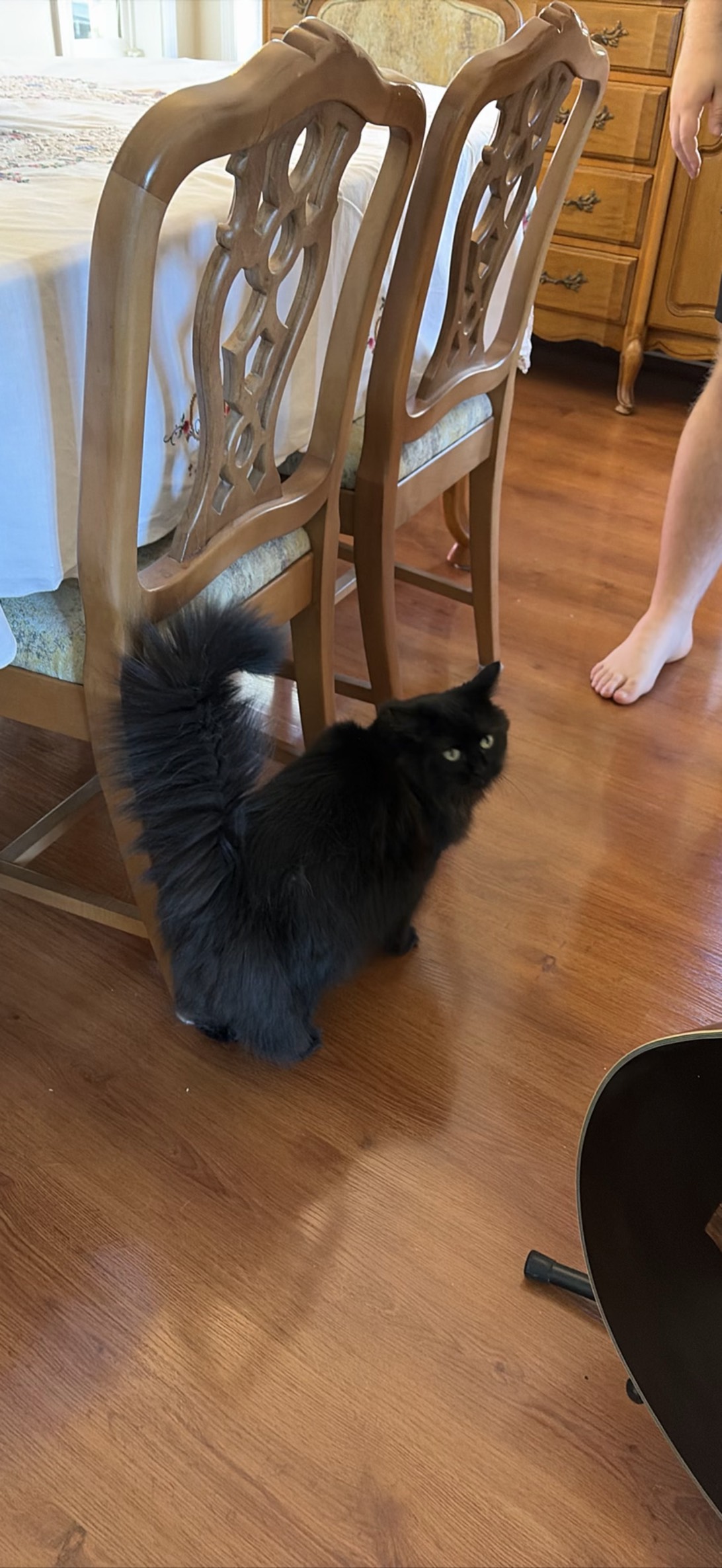 Catalina, a cat found on Chonk Finder