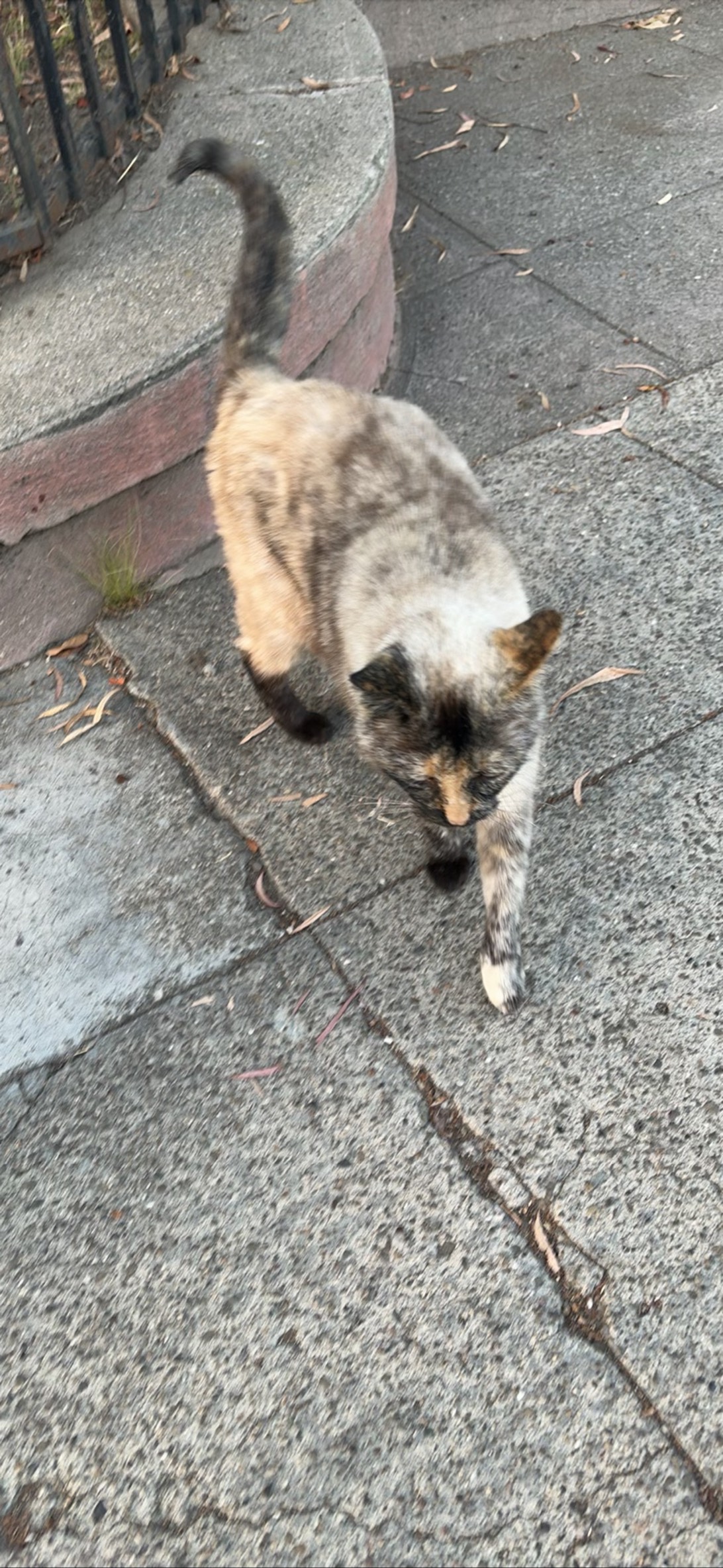 Vega, a cat found on Chonk Finder