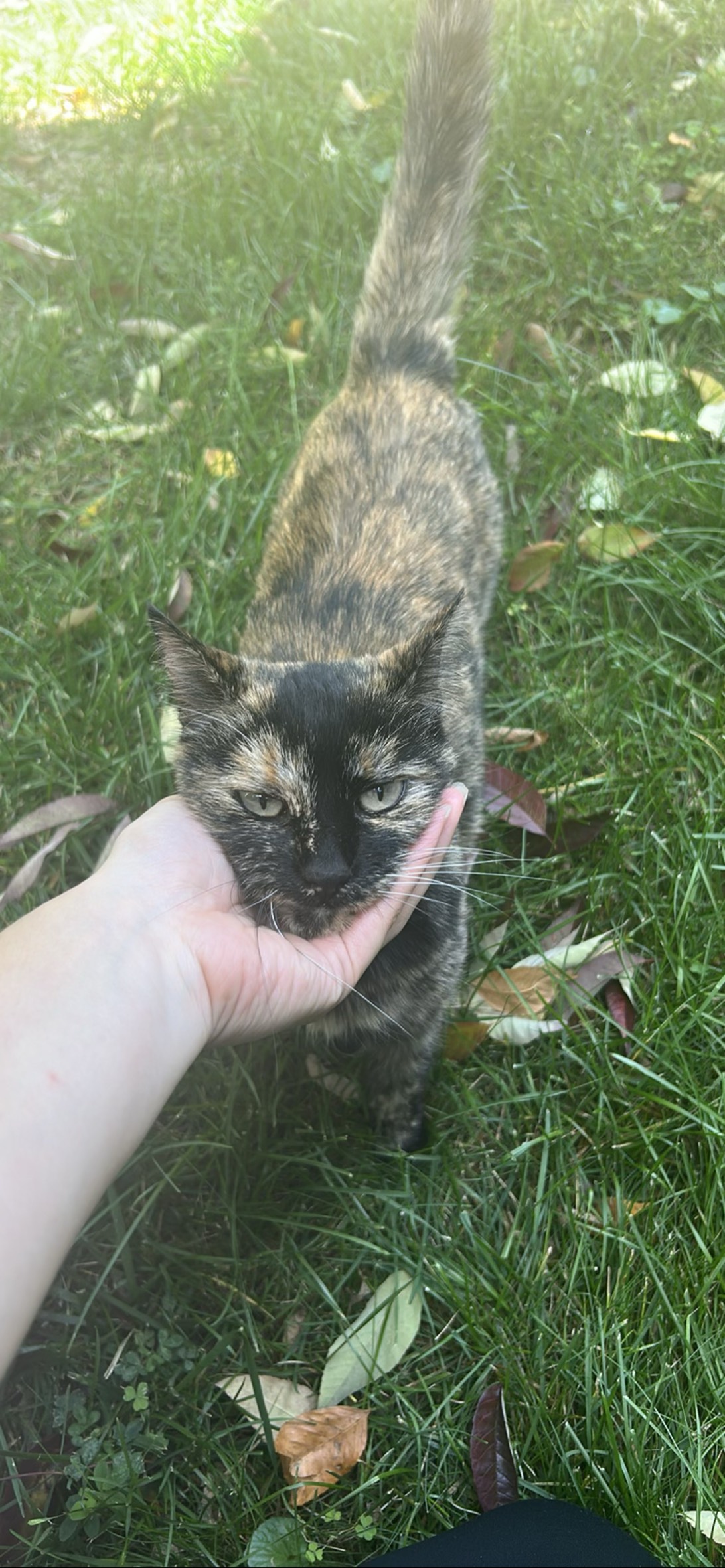 Pearl, a cat found on Chonk Finder