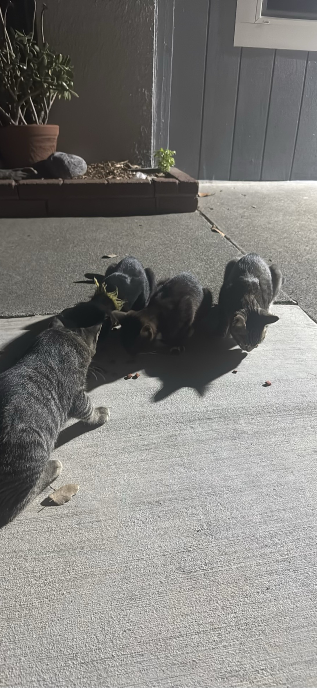 RIP-Siblings4, a cat found on Chonk Finder