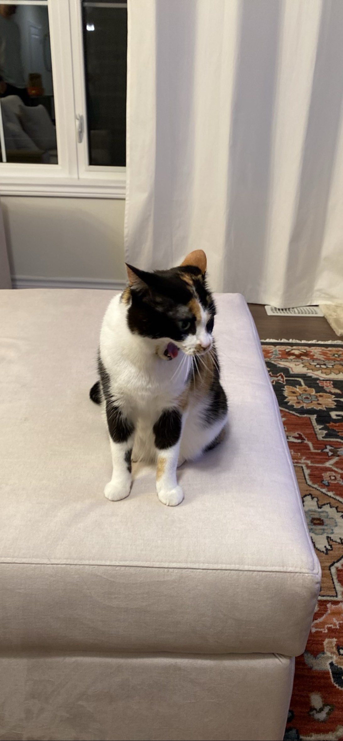 Sophie, Hamilton