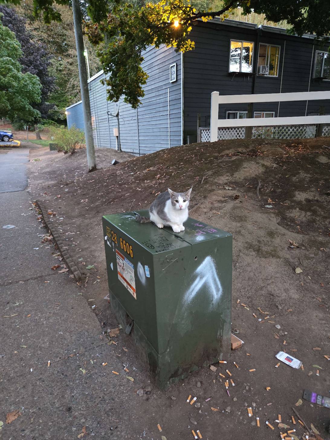 Jimmy, a cat found on Chonk Finder