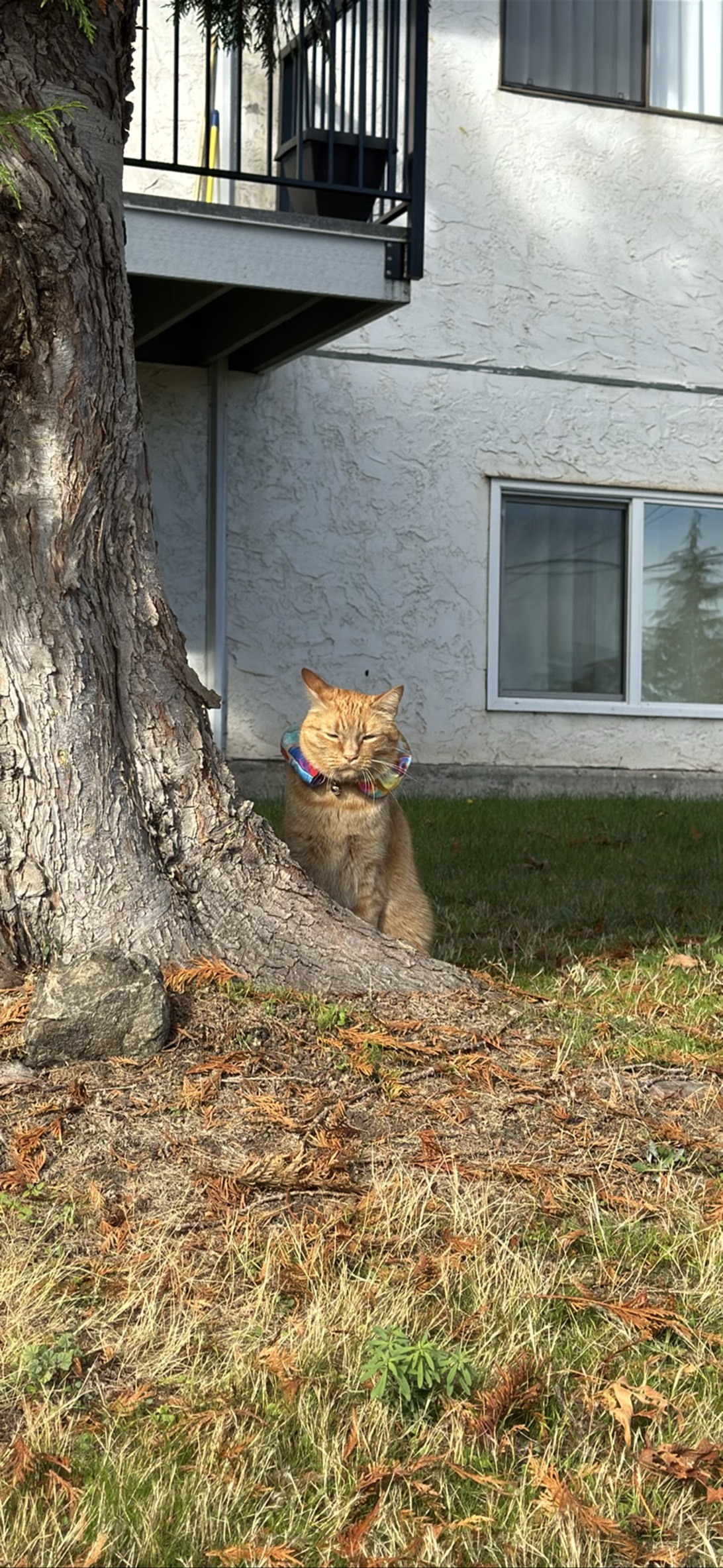 Marmalade, a cat found on Chonk Finder