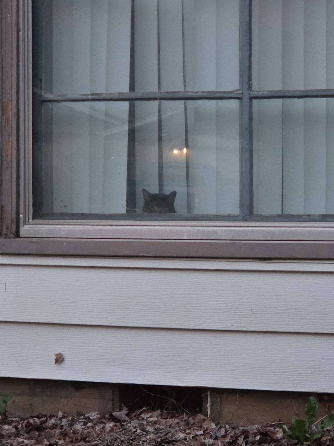 Wilson, a cat found on Chonk Finder