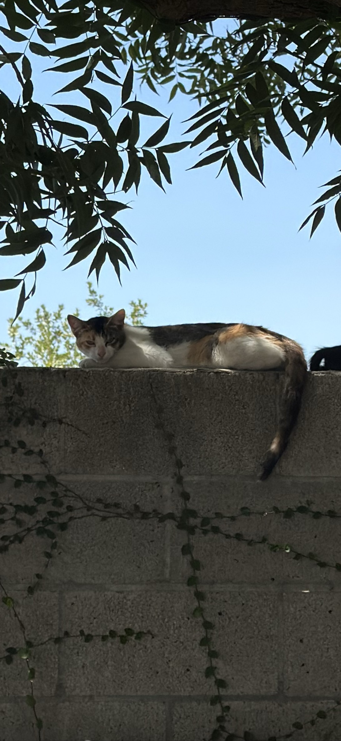 Ramona, a cat found on Chonk Finder