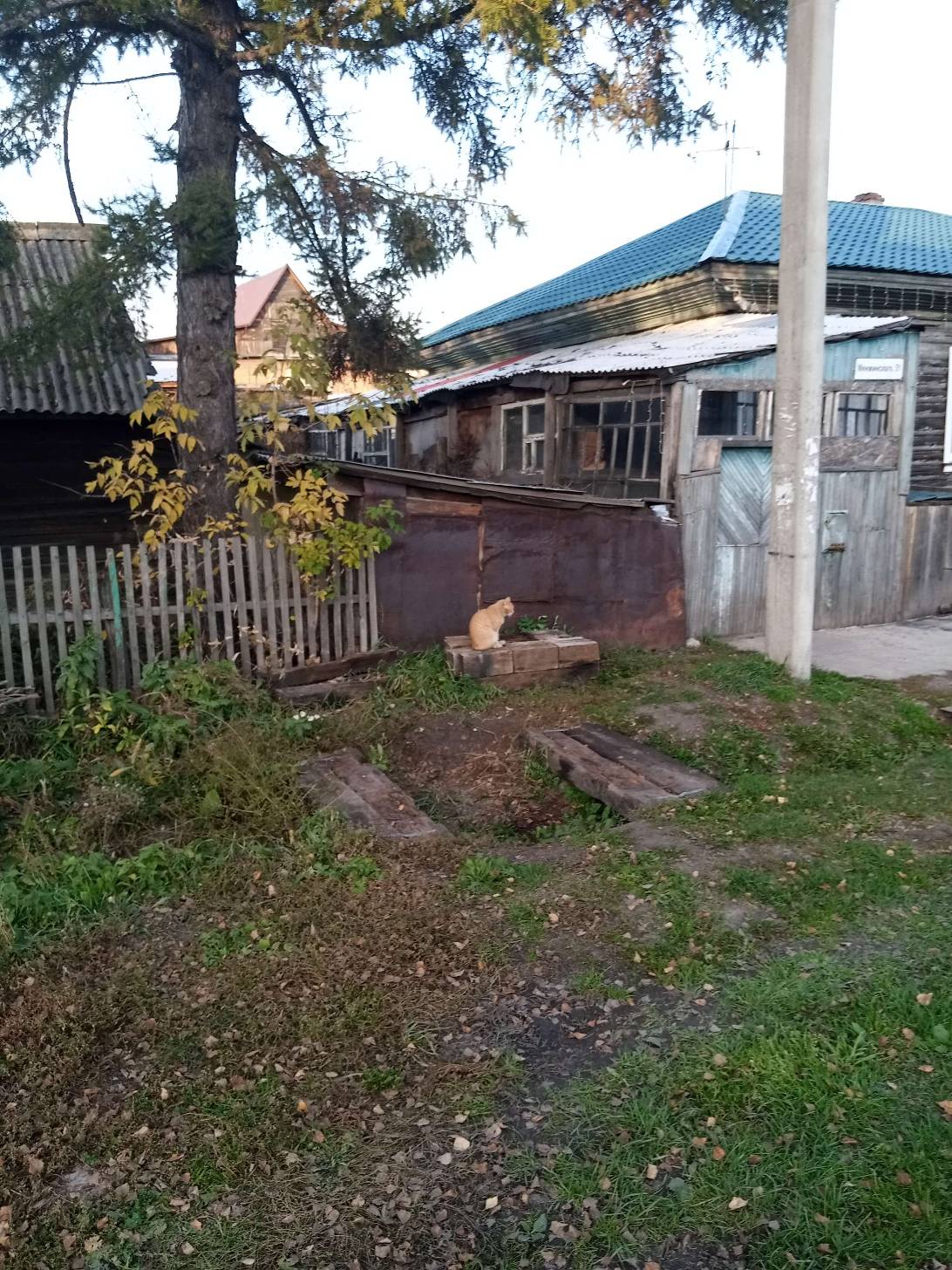 Меланхолик, a cat found on Chonk Finder
