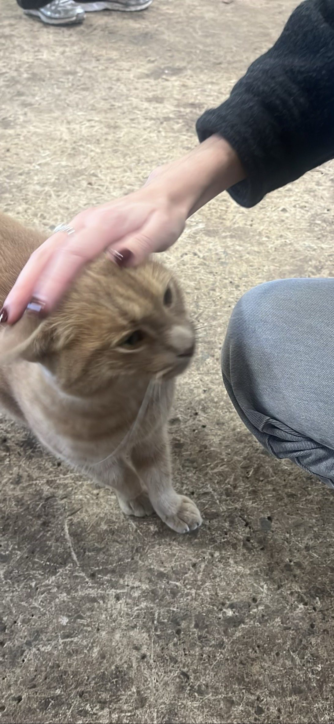 Fluffy, a cat found on Chonk Finder