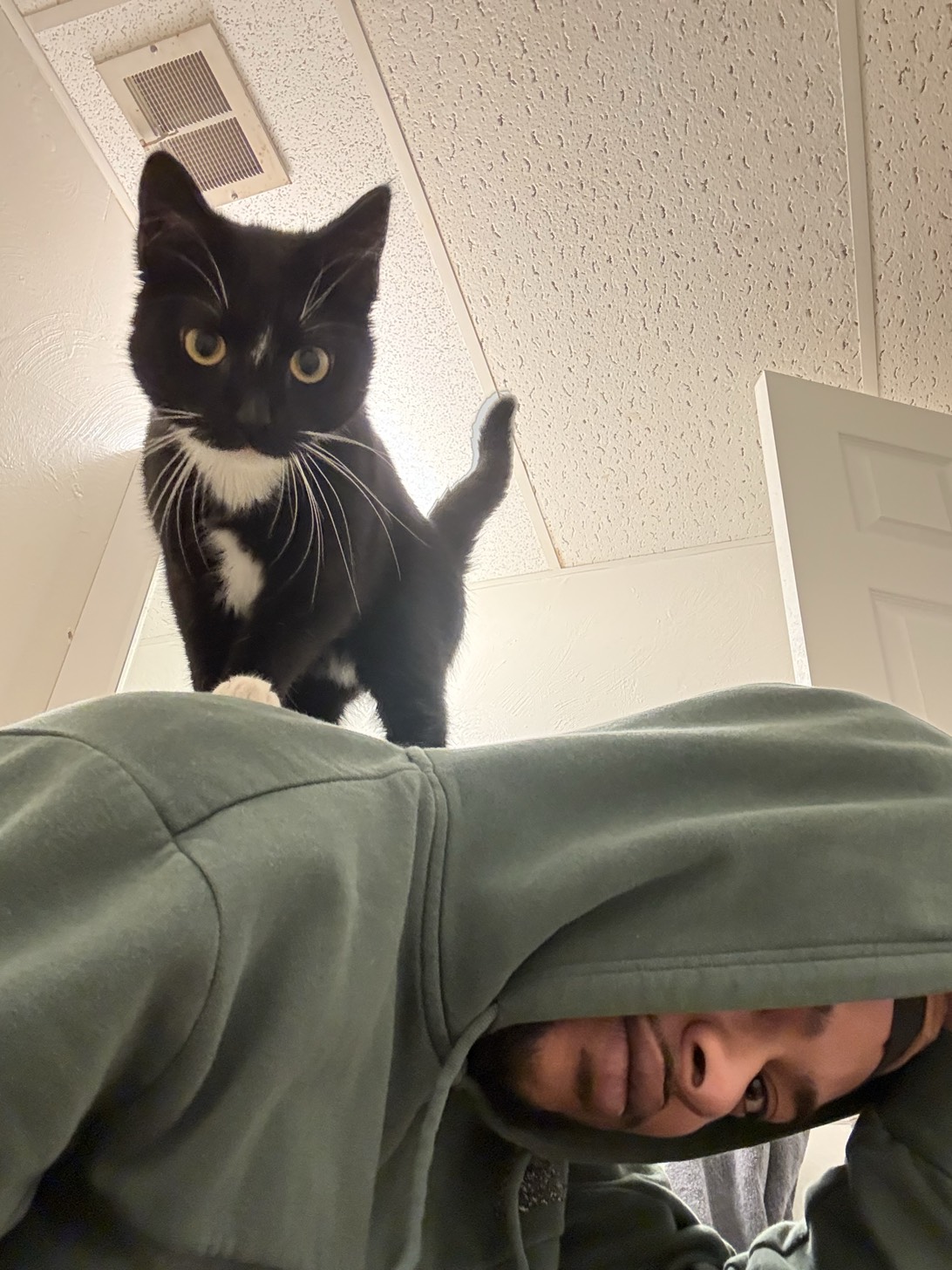 Bonney, a cat found on Chonk Finder