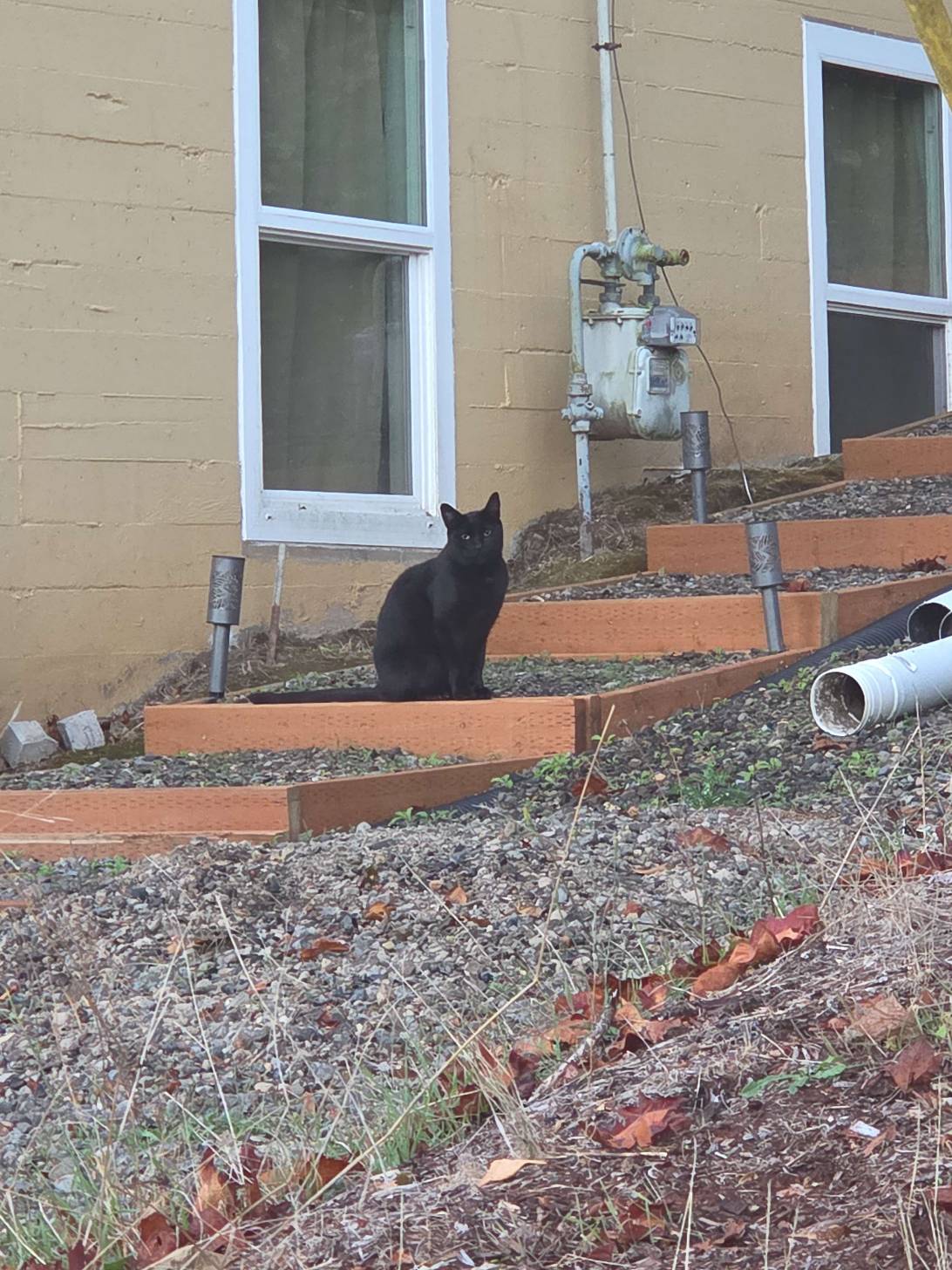 Coal, a cat found on Chonk Finder