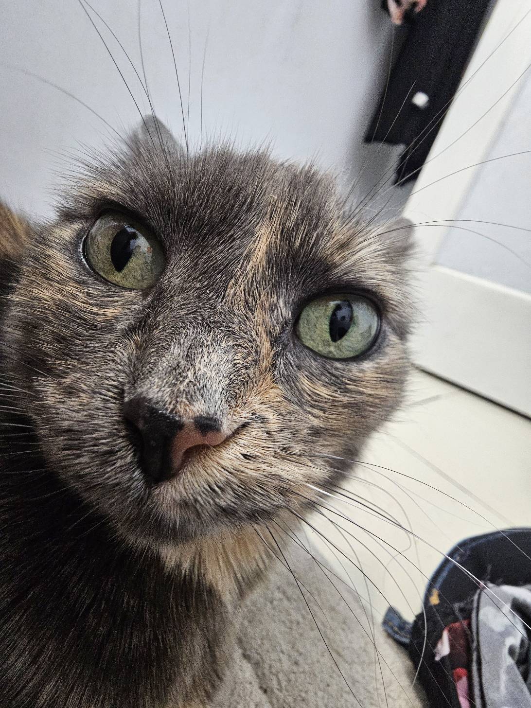 Mini, a cat found on Chonk Finder