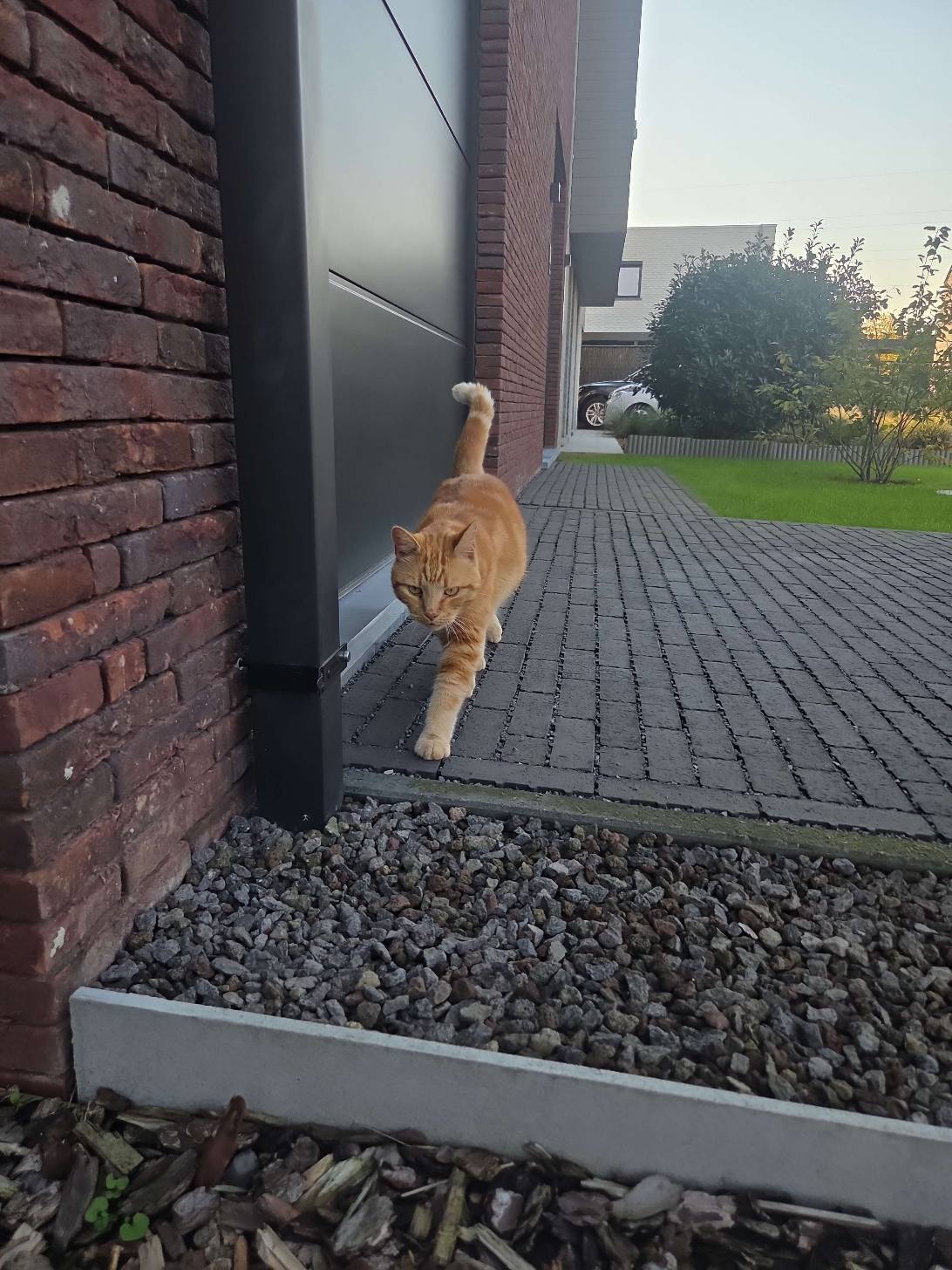 Boris, a cat found on Chonk Finder
