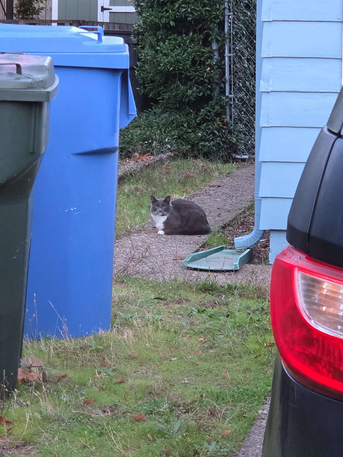 Gandalf, a cat found on Chonk Finder