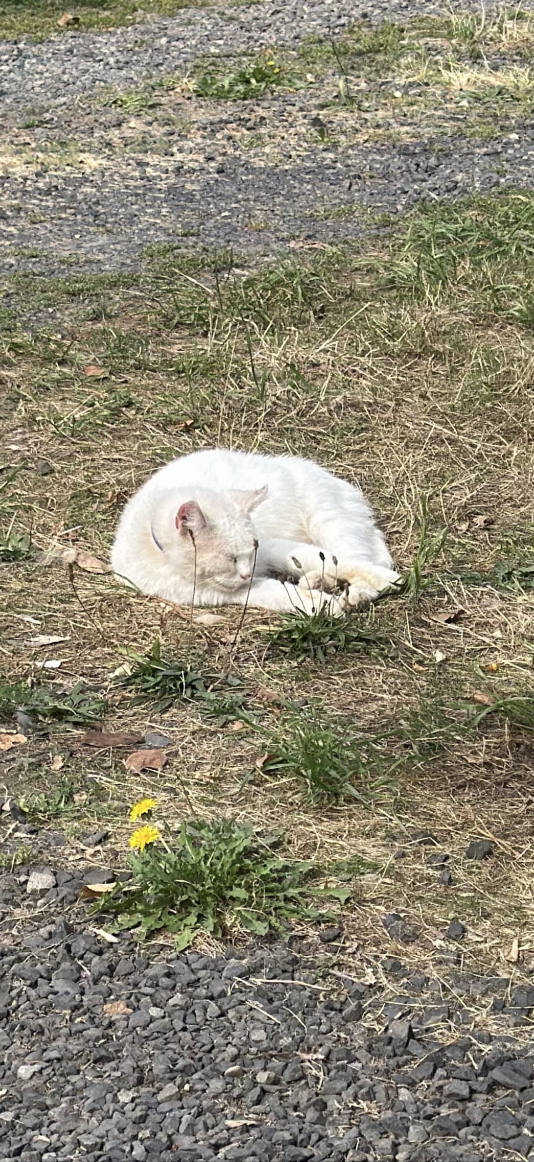 Mellow, a cat found on Chonk Finder