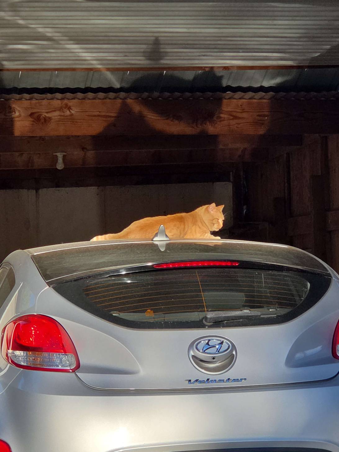 Jojo, a cat found on Chonk Finder