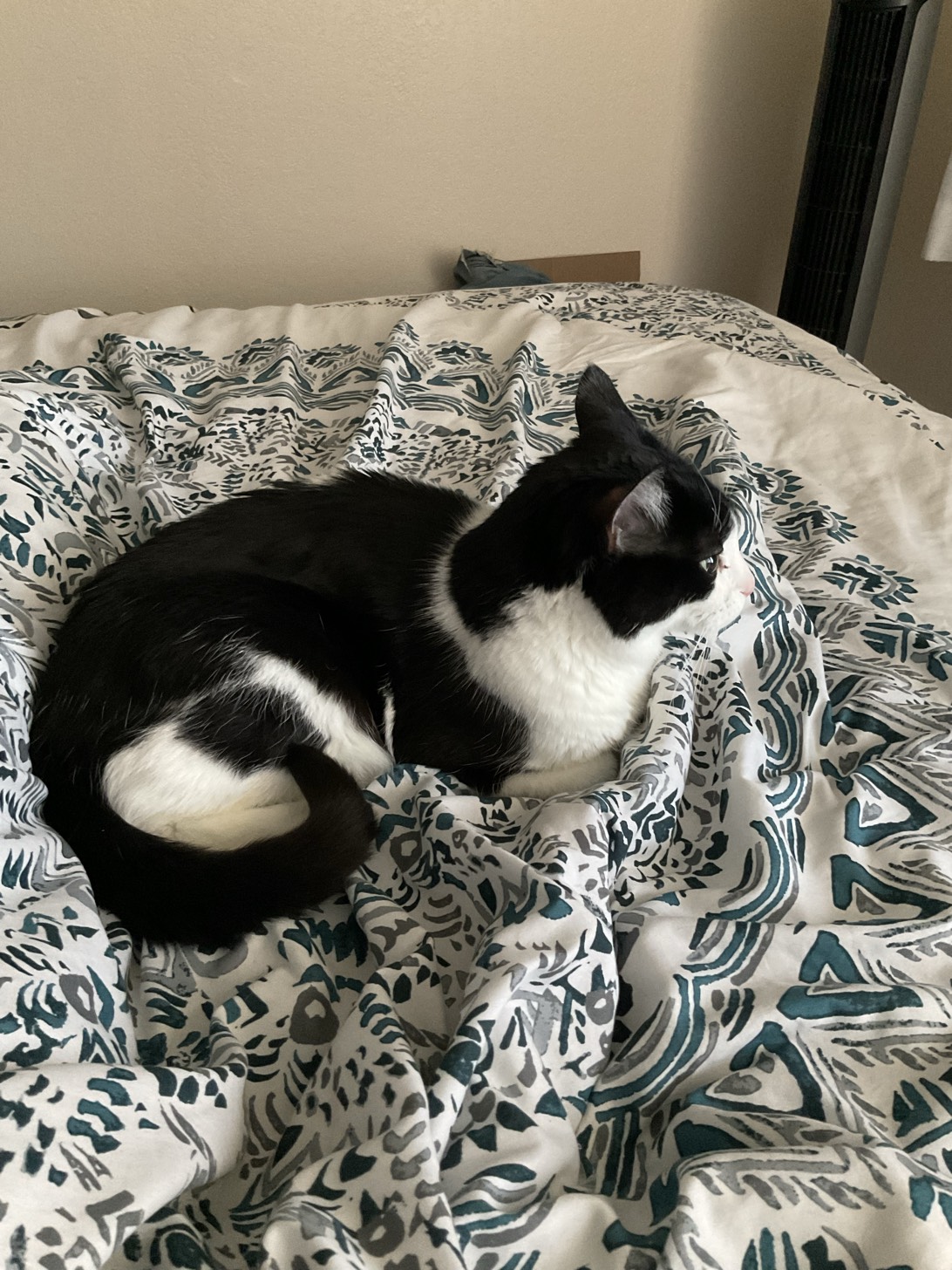Juno, a cat found on Chonk Finder