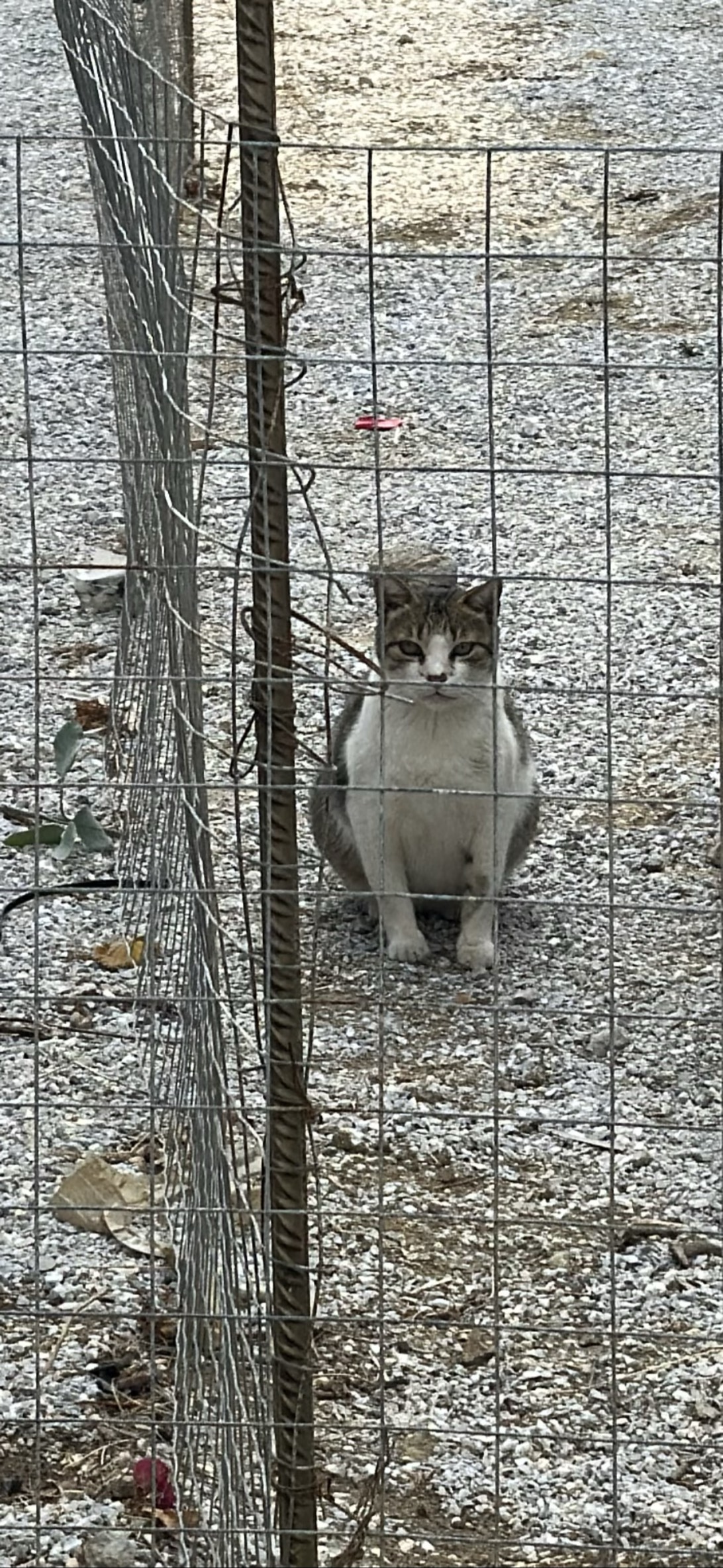 Himmy, a cat found on Chonk Finder