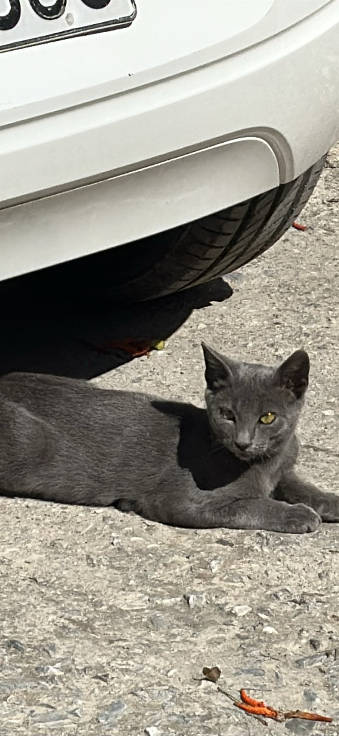 Dorian, a cat found on Chonk Finder