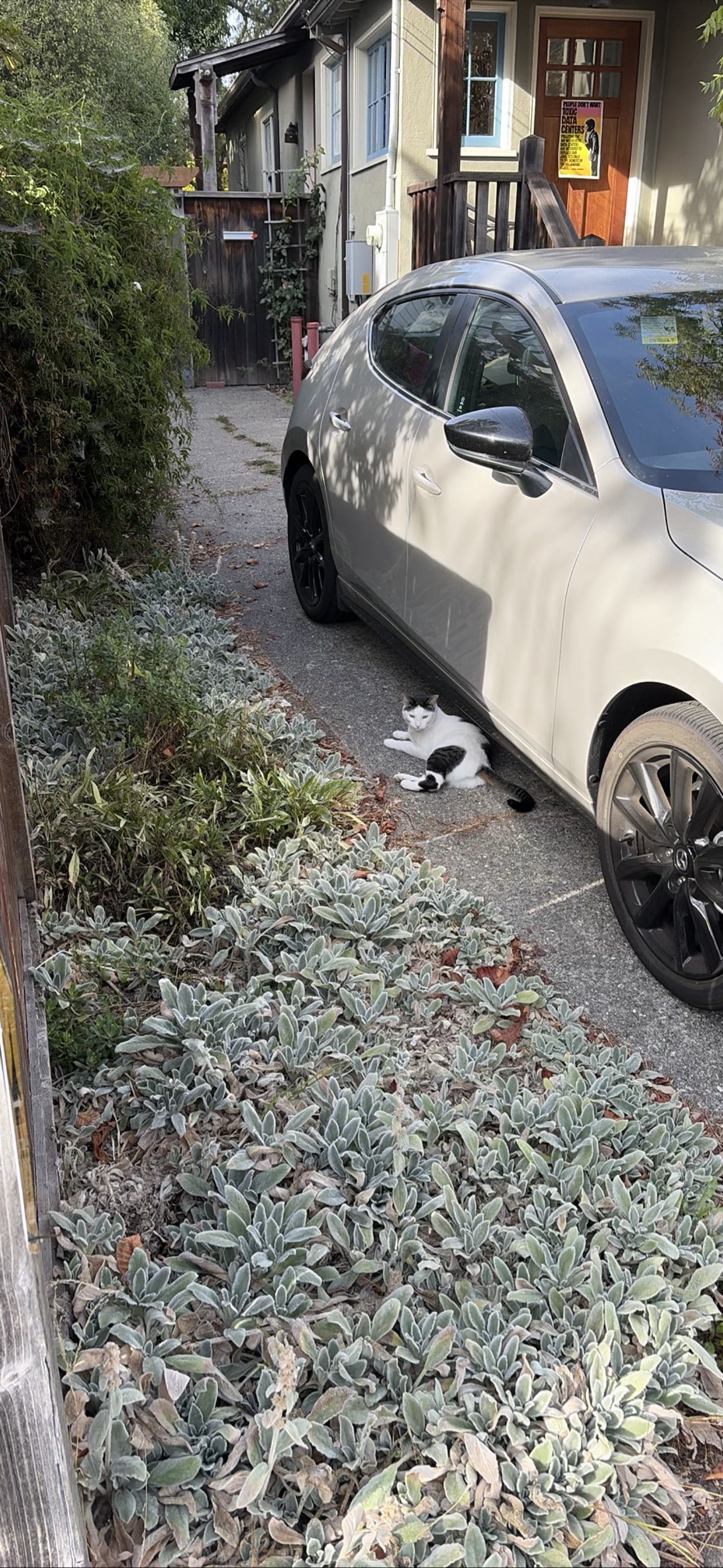 Archie, a cat found on Chonk Finder