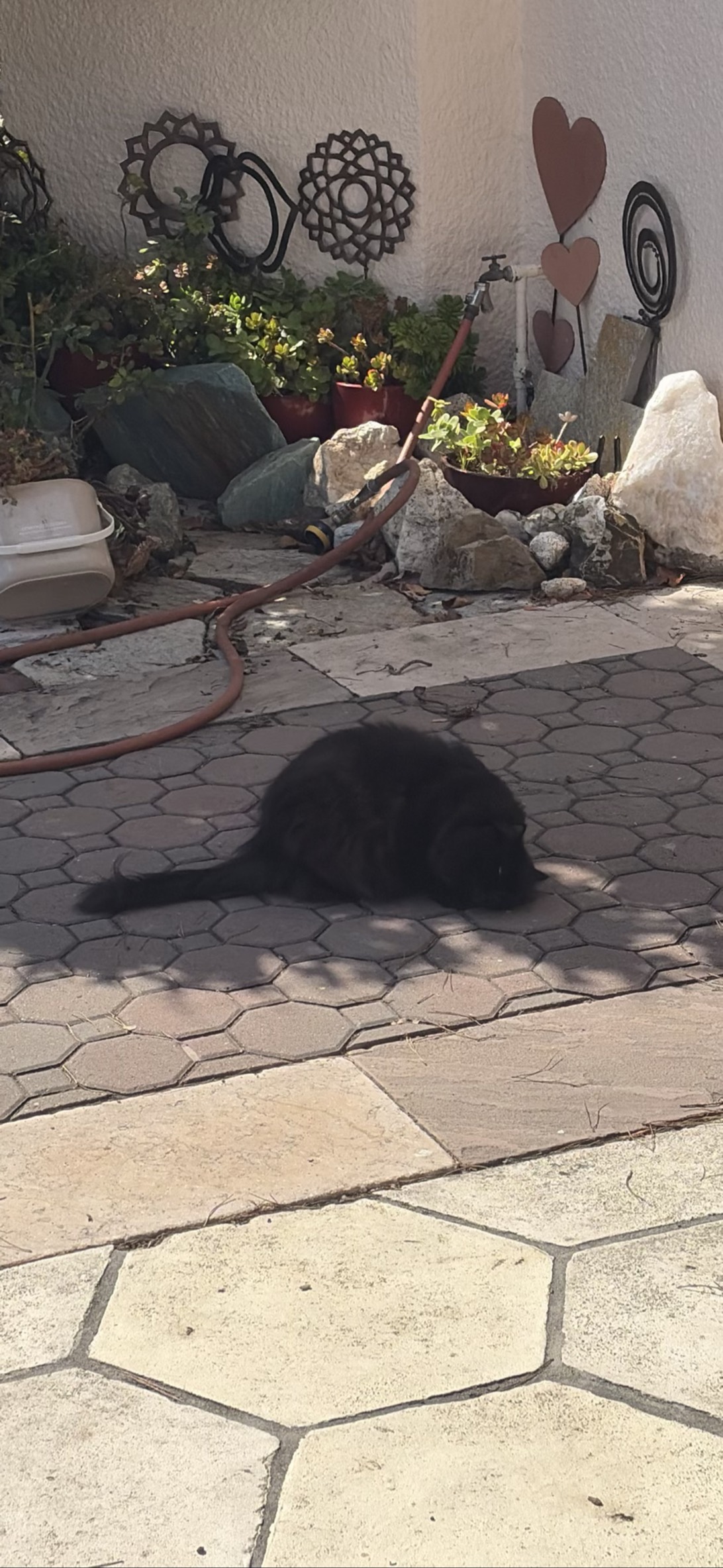 Leo, a cat found on Chonk Finder