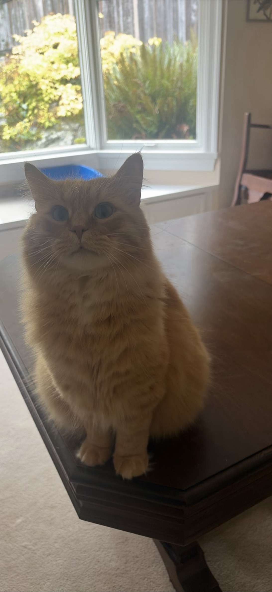 Ollie, a cat found on Chonk Finder