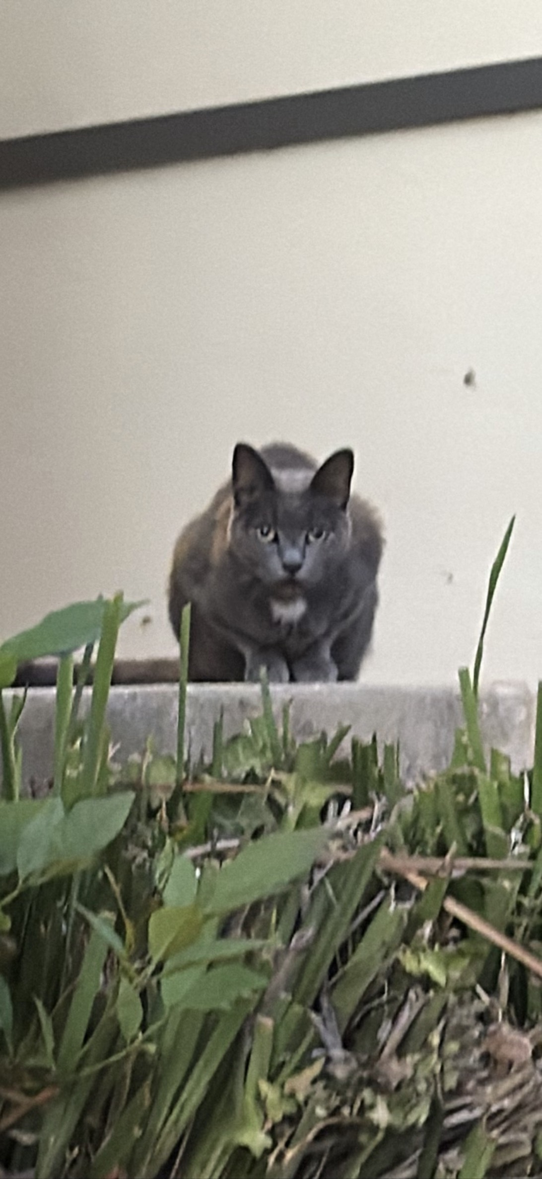 Rosie, a cat found on Chonk Finder