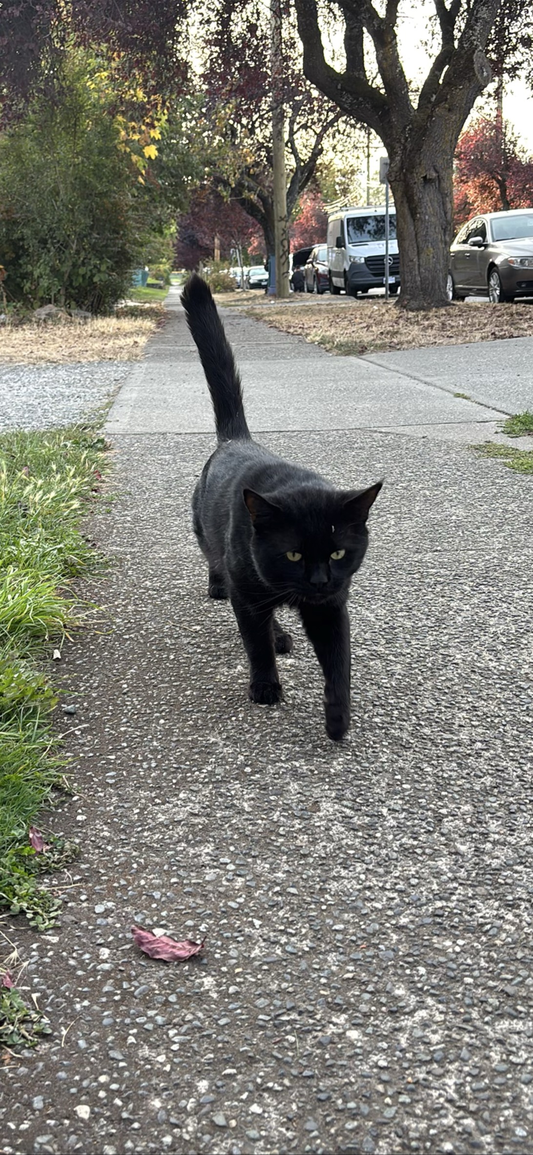 Slinky Malinky, a cat found on Chonk Finder