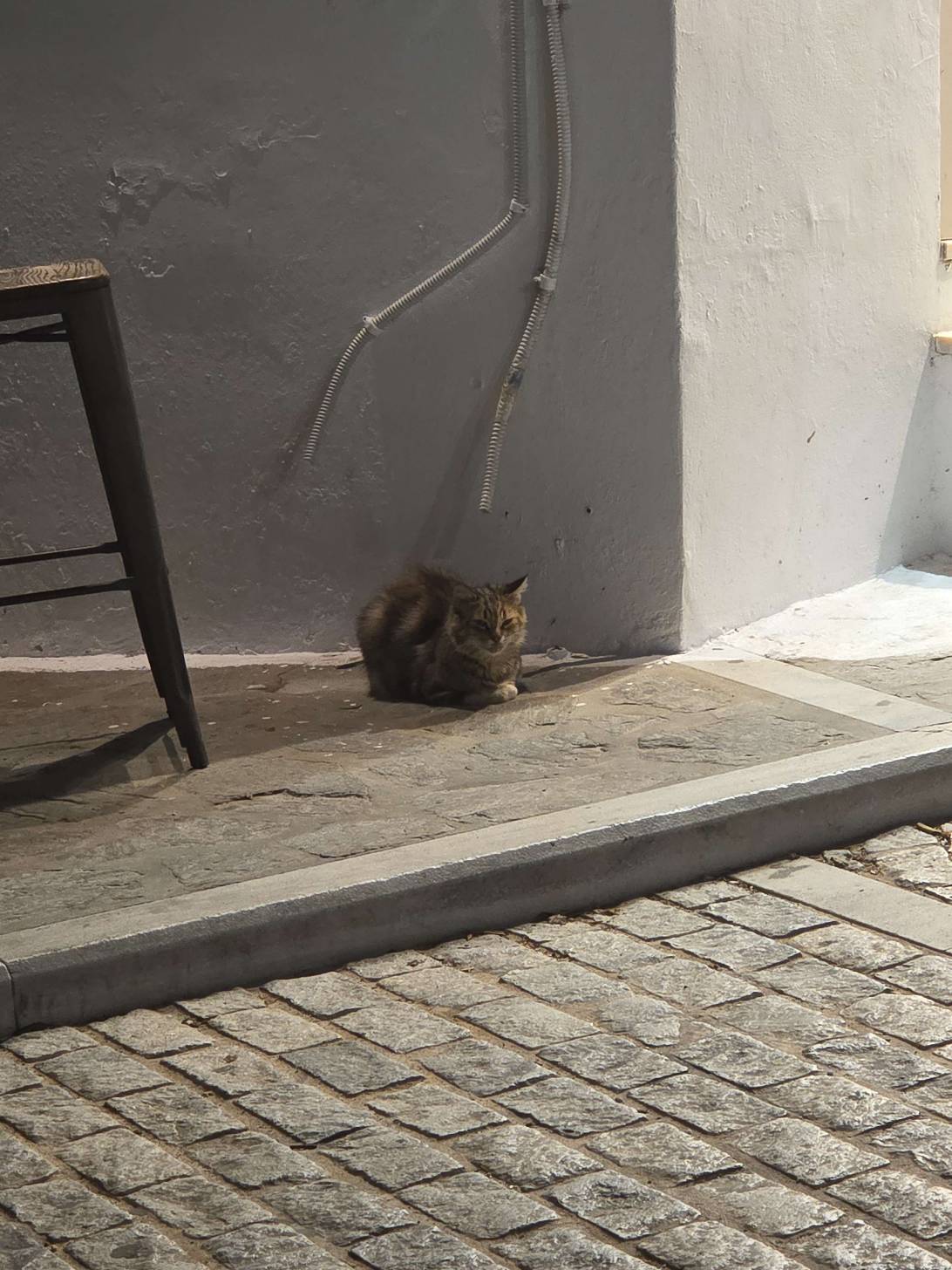 Luna, a cat met on Chonk Finder