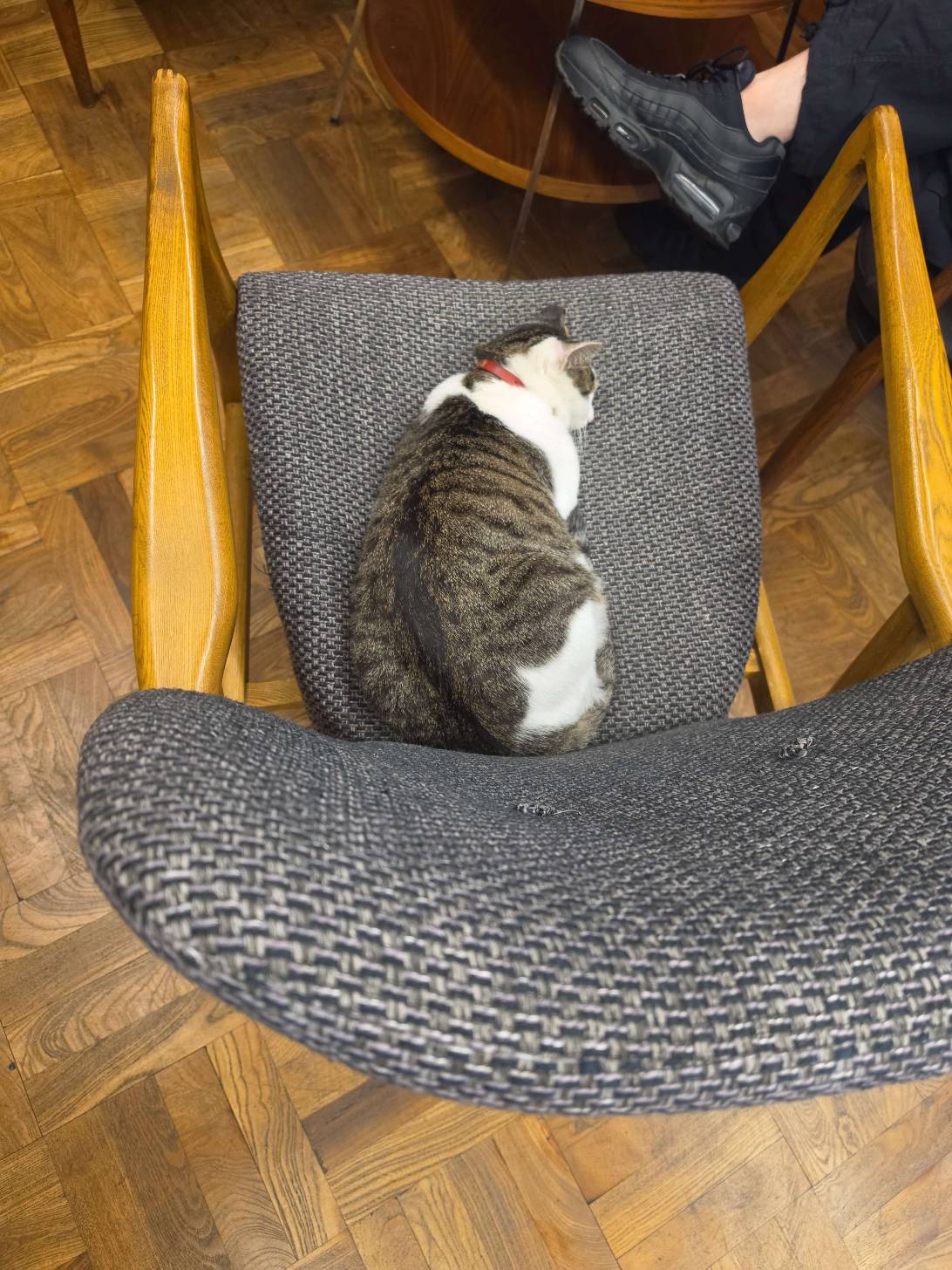 Mario, a cat found on Chonk Finder