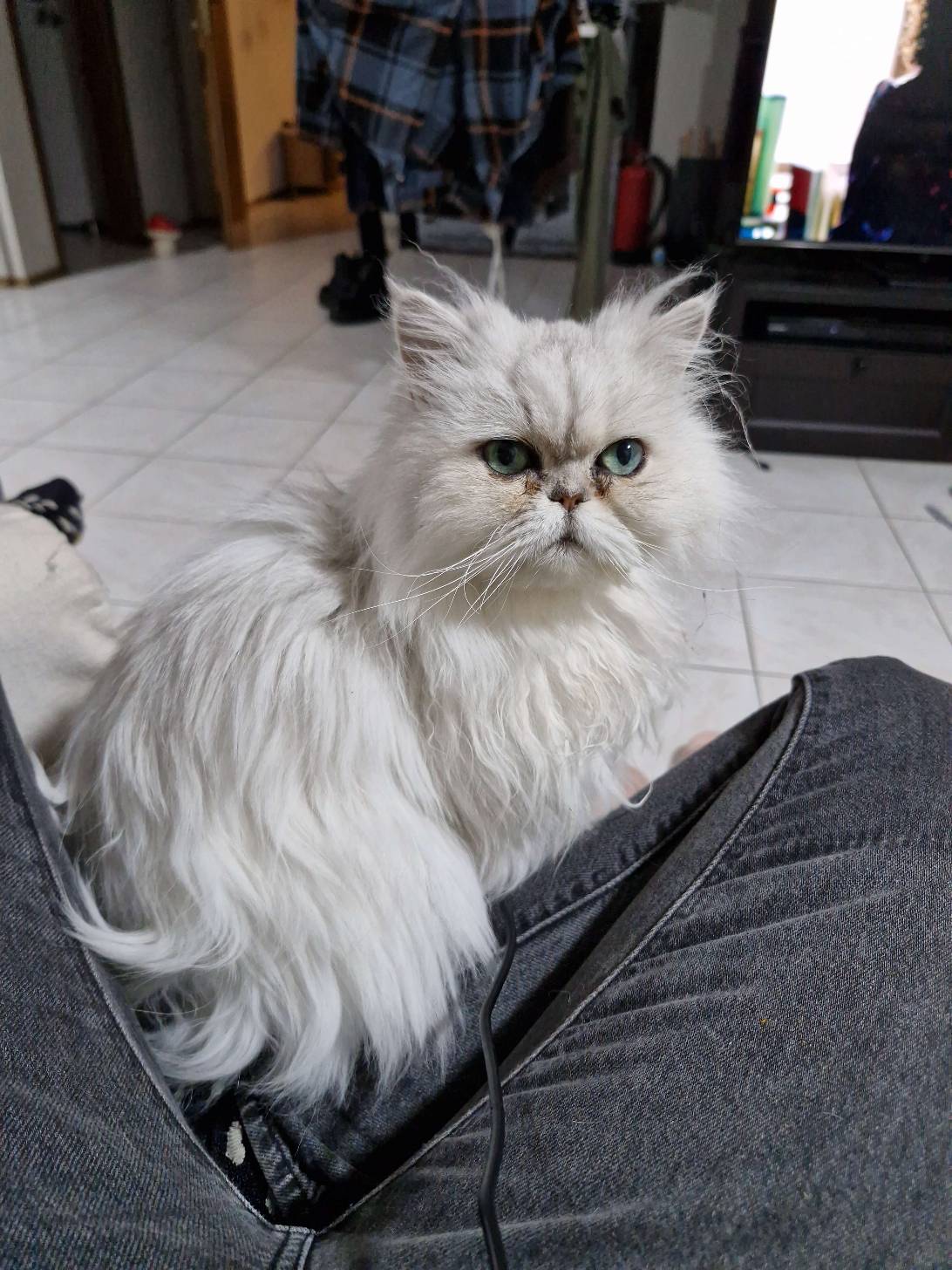 Granny, a cat found on Chonk Finder