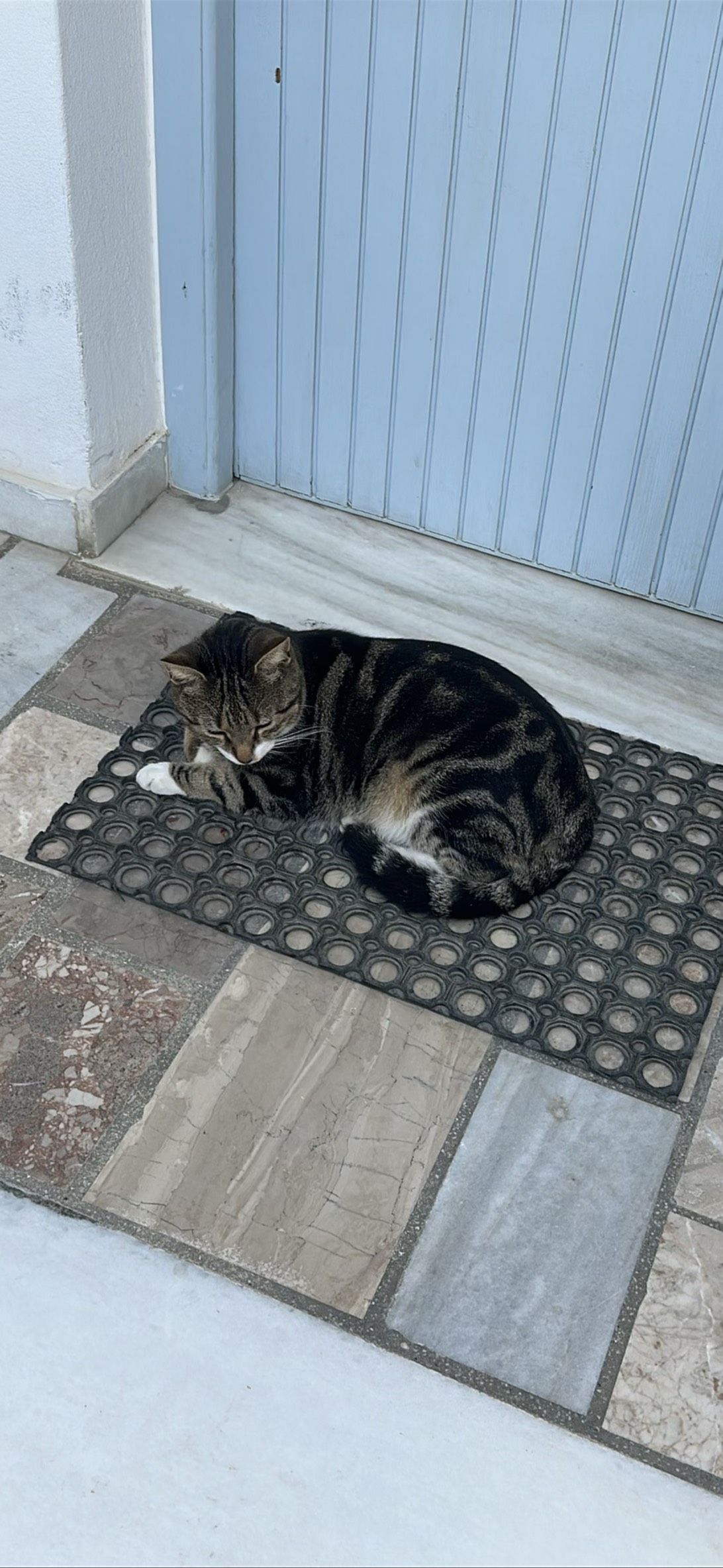 Stavros, a cat found on Chonk Finder
