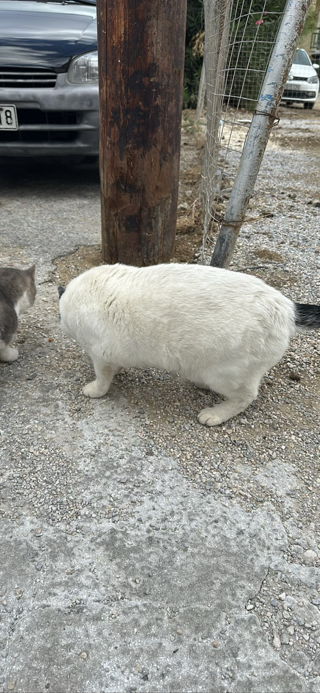Cow, Náxos