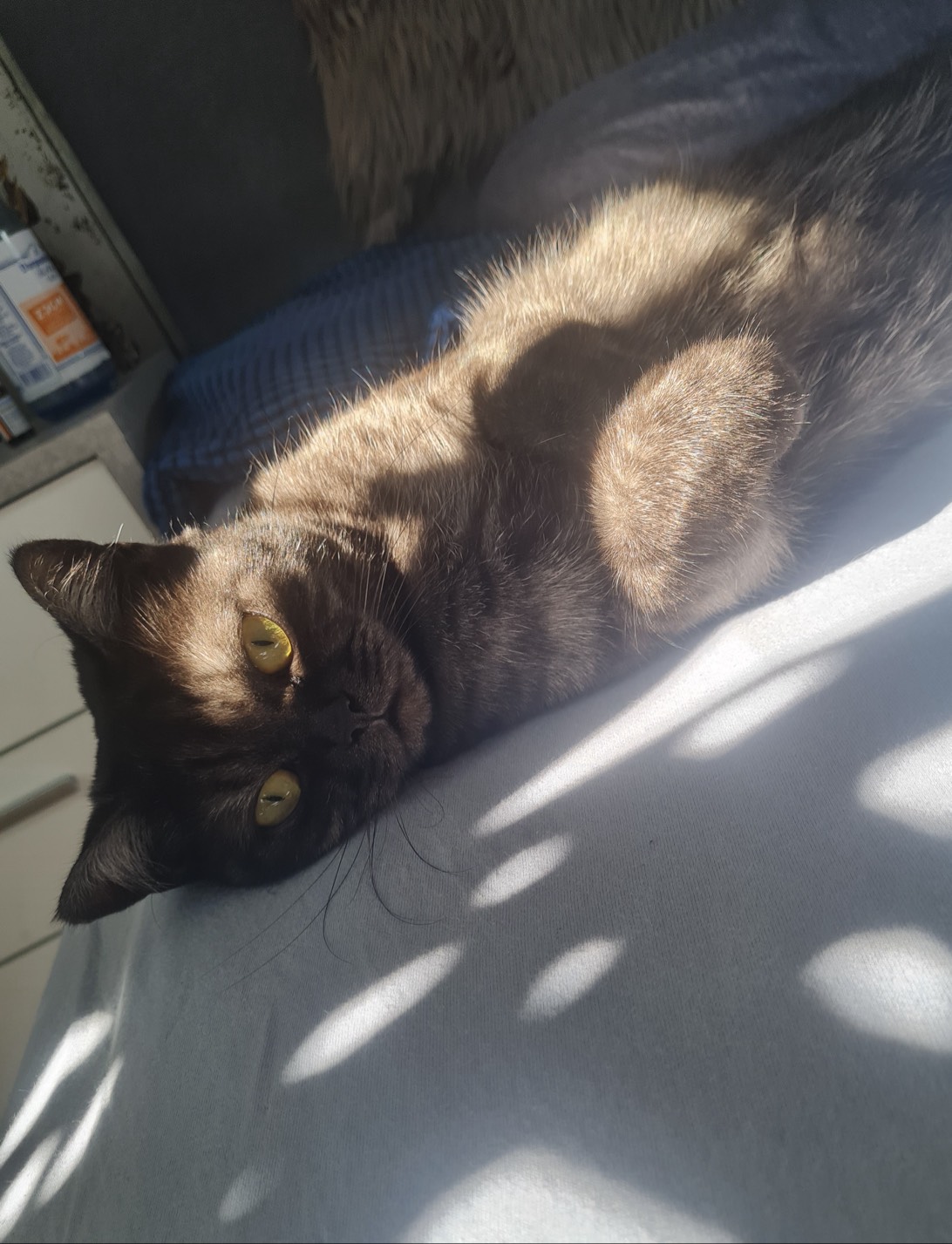Milaaaa, a cat found on Chonk Finder