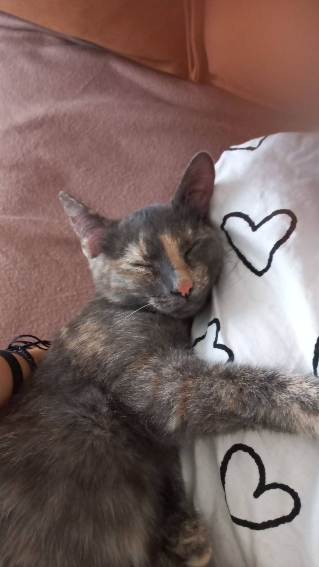 Jayle, a cat found on Chonk Finder