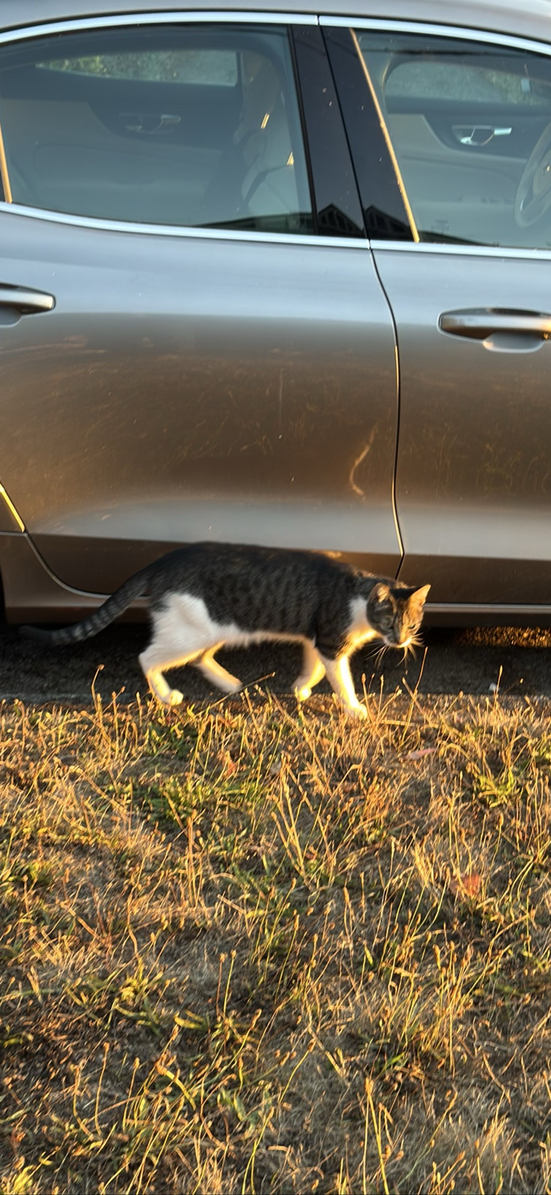 Starfire, a cat found on Chonk Finder