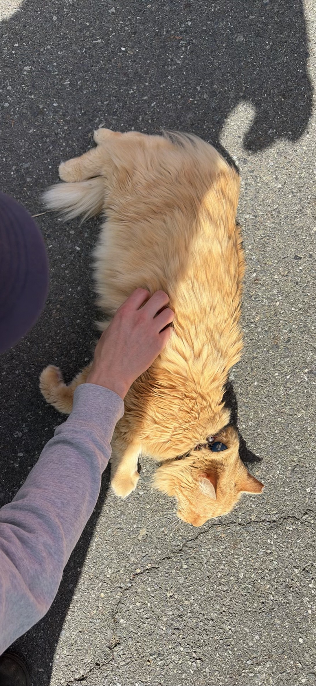 Biscuit, a cat found on Chonk Finder
