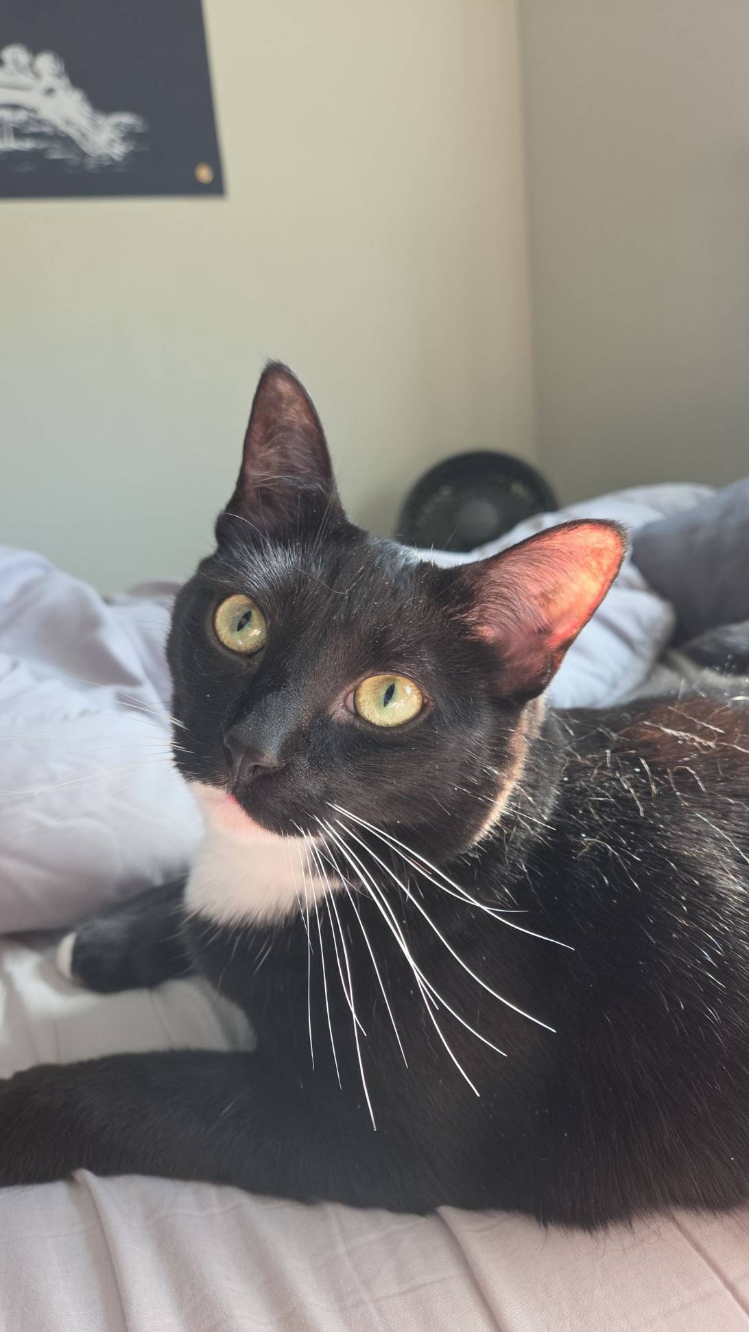 Tiny, a cat found on Chonk Finder