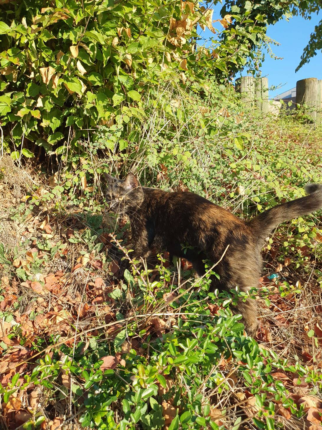 Tortie, a cat found on Chonk Finder
