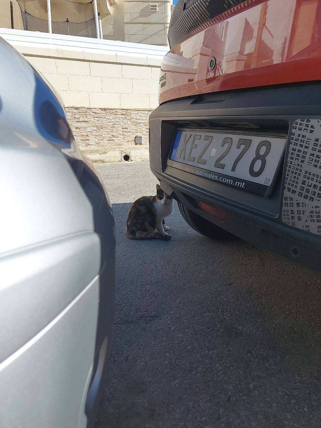Nora, a cat found on Chonk Finder