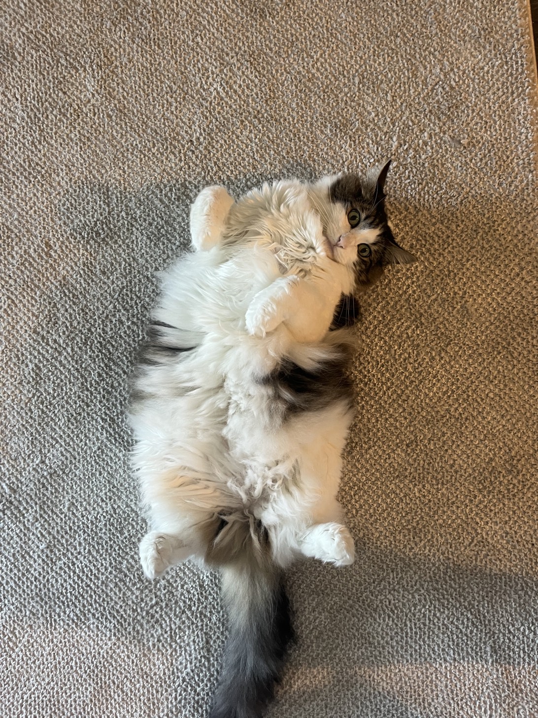 Charles, a cat found on Chonk Finder