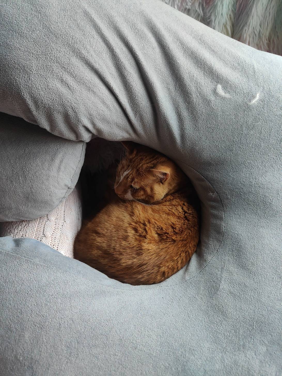Elephant, a cat found on Chonk Finder