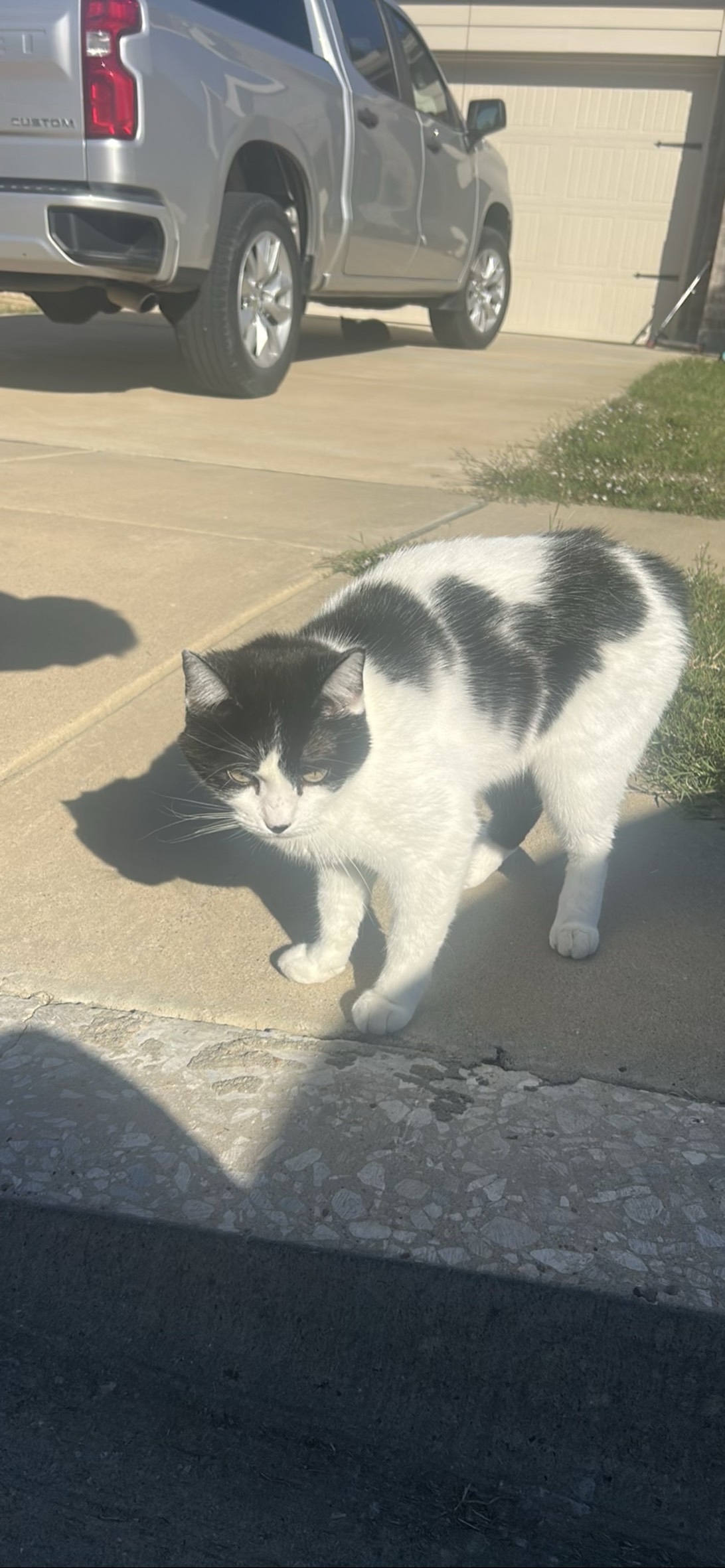 Moose, a cat found on Chonk Finder