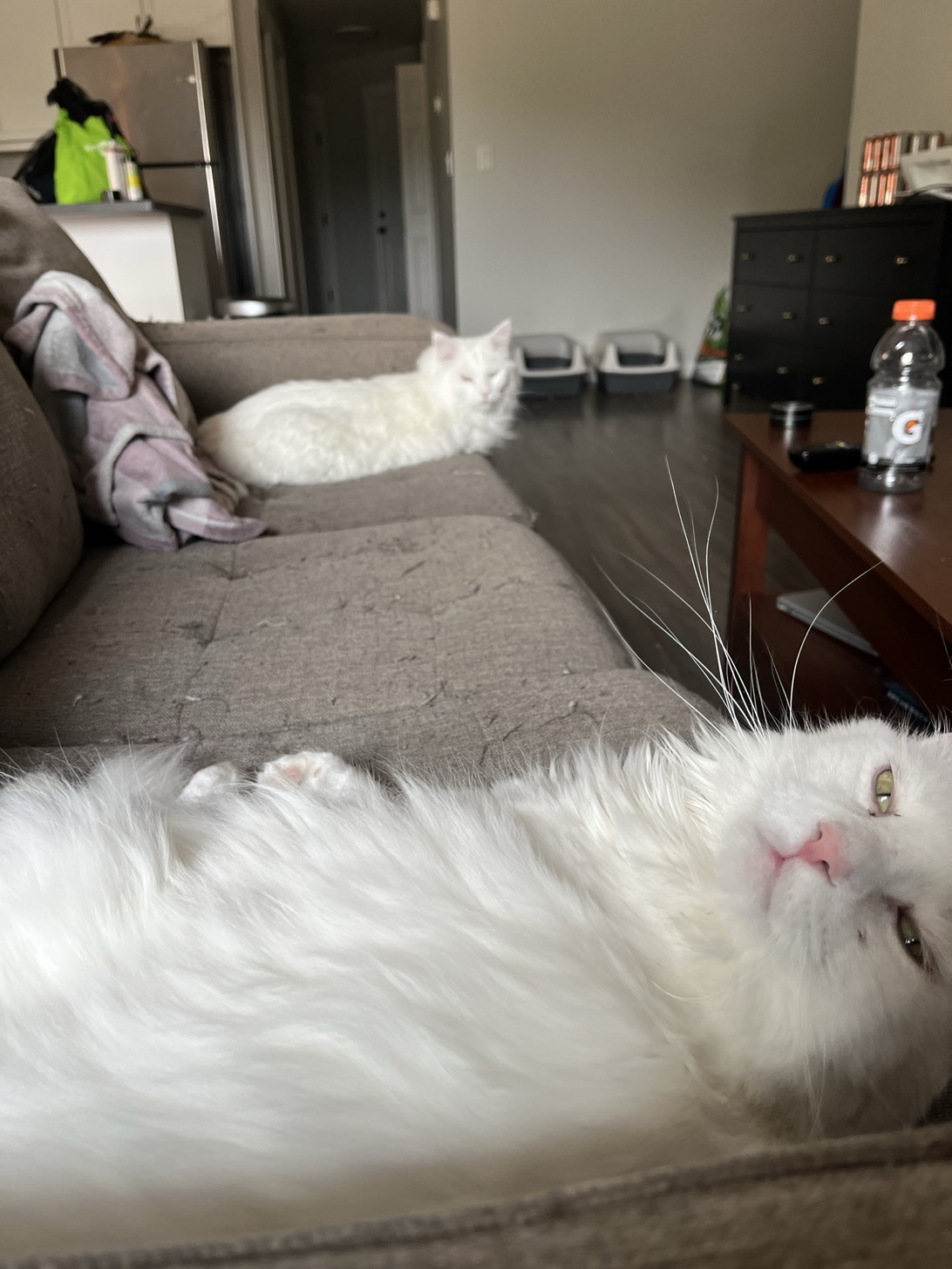 Archie, a cat found on Chonk Finder