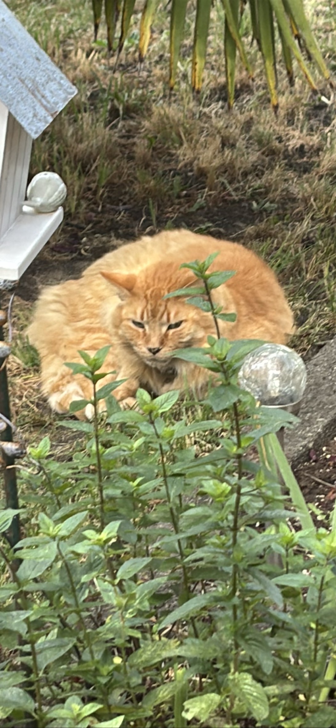 Freckles, a cat found on Chonk Finder
