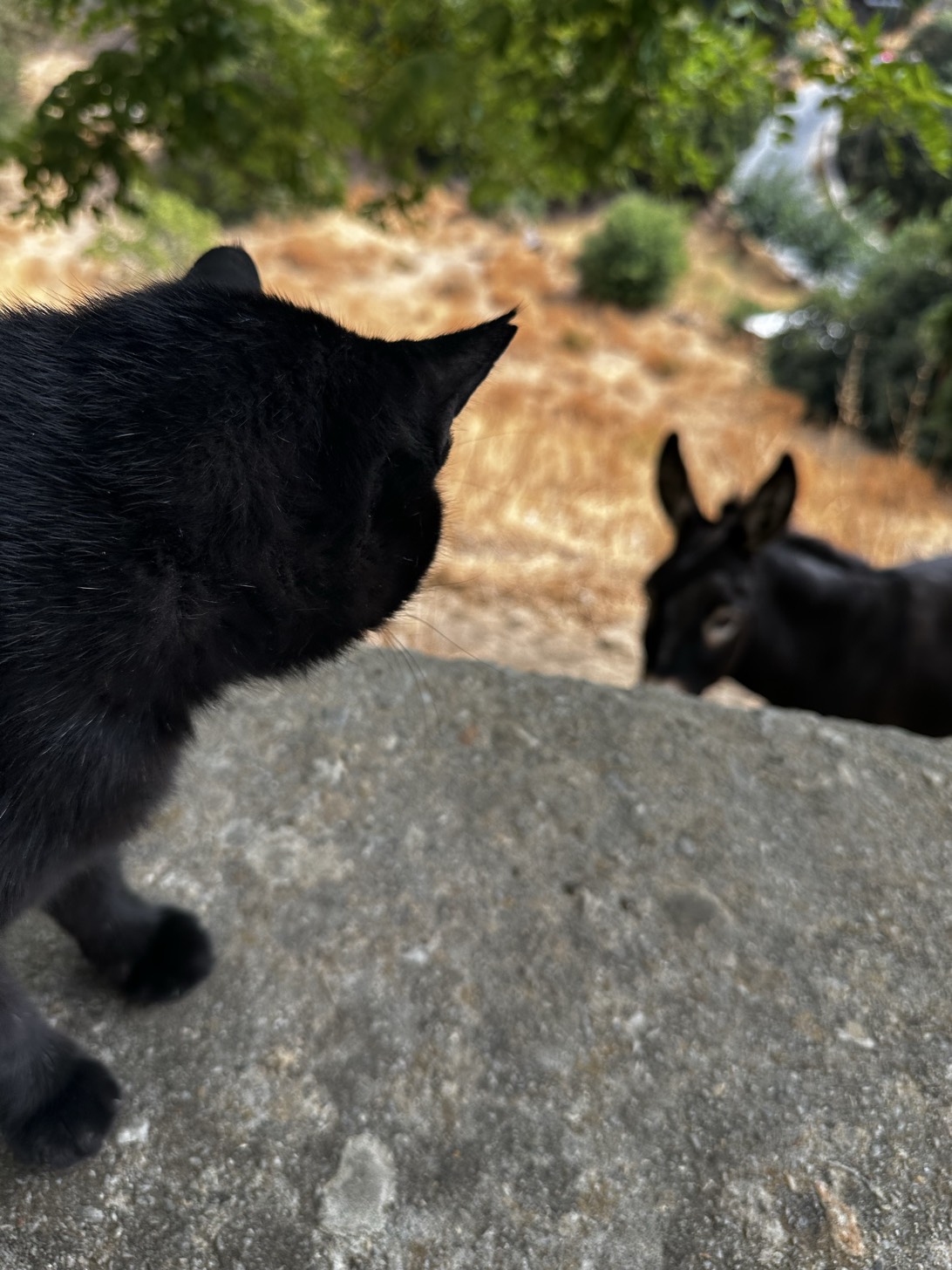 Shadow, a cat found on Chonk Finder
