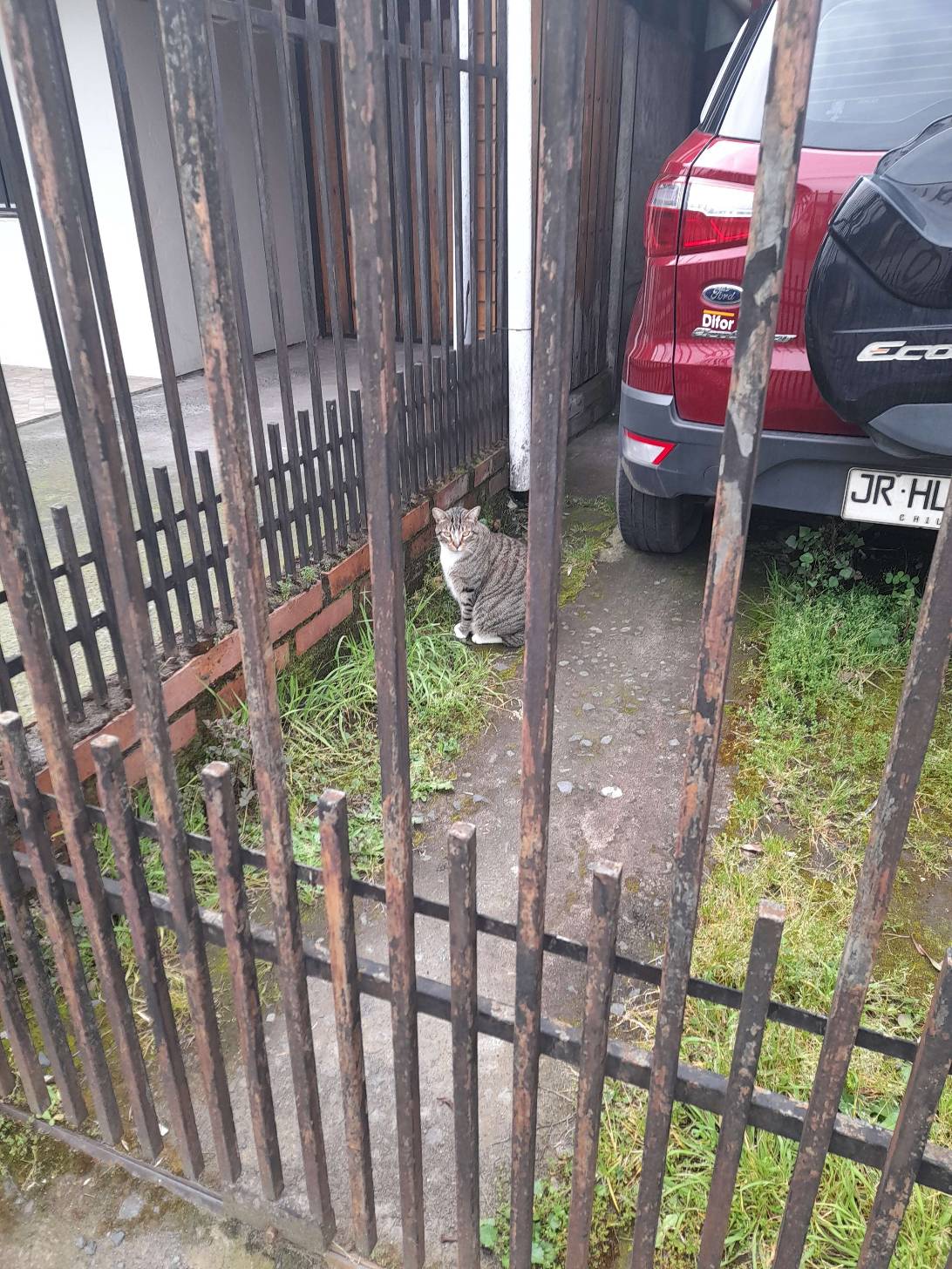 Pachonchito, a cat found on Chonk Finder