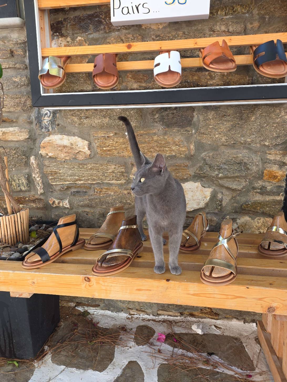 Hermes, a cat found on Chonk Finder