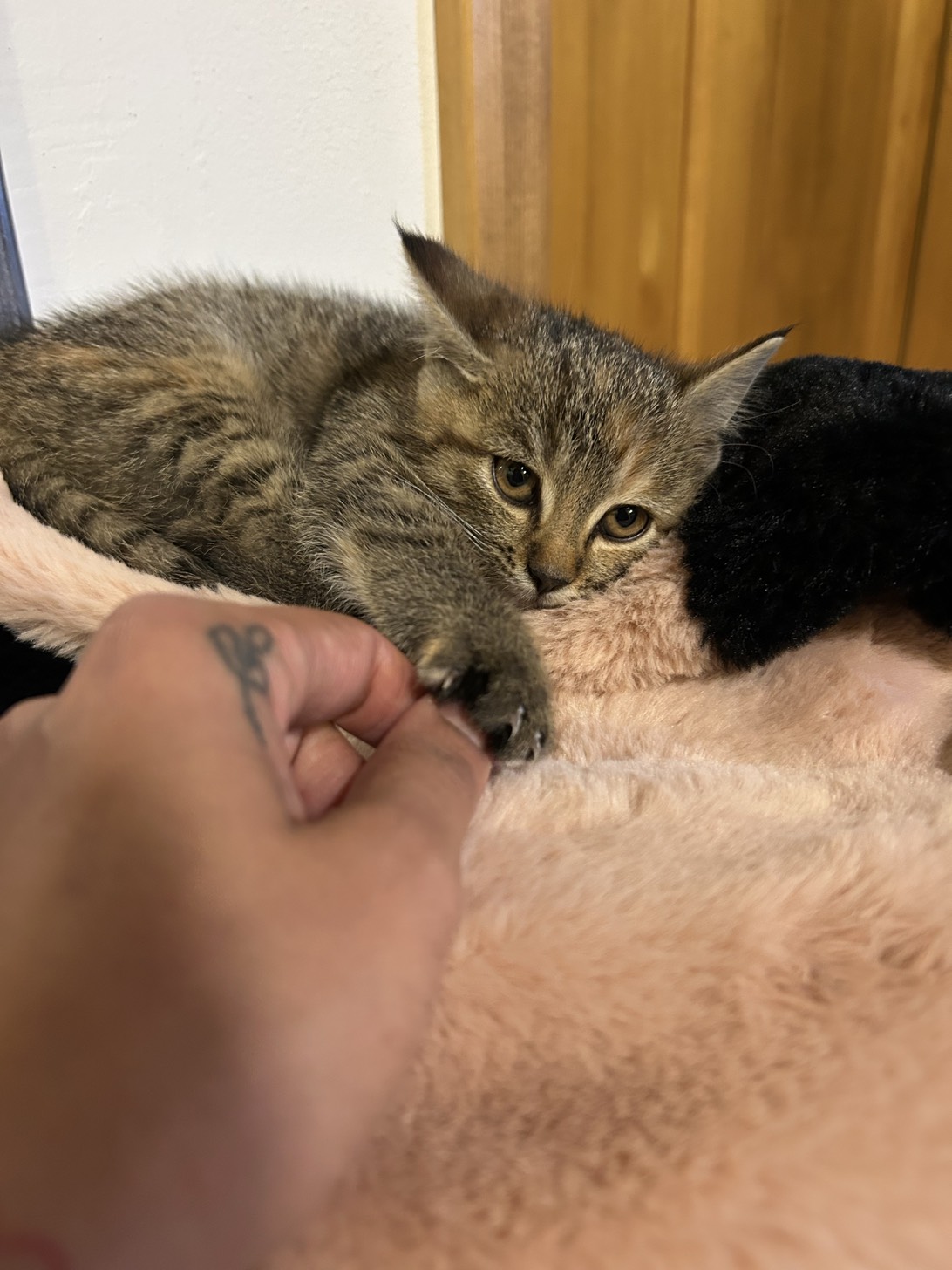 Prcek, a cat found on Chonk Finder